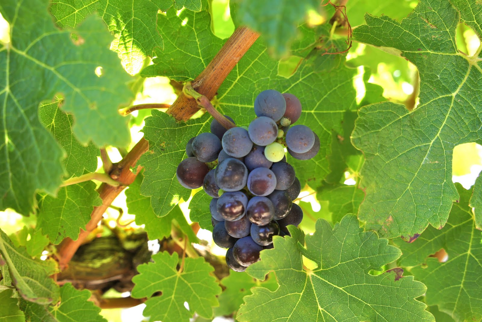 Top 10 Margaret River Wineries